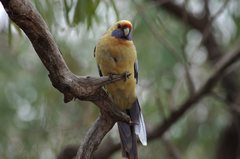 Platycercus elegans flaveolus