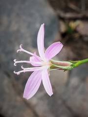 Stephanomeria tenuifolia