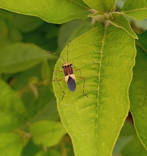 Hypselonotus fulvus