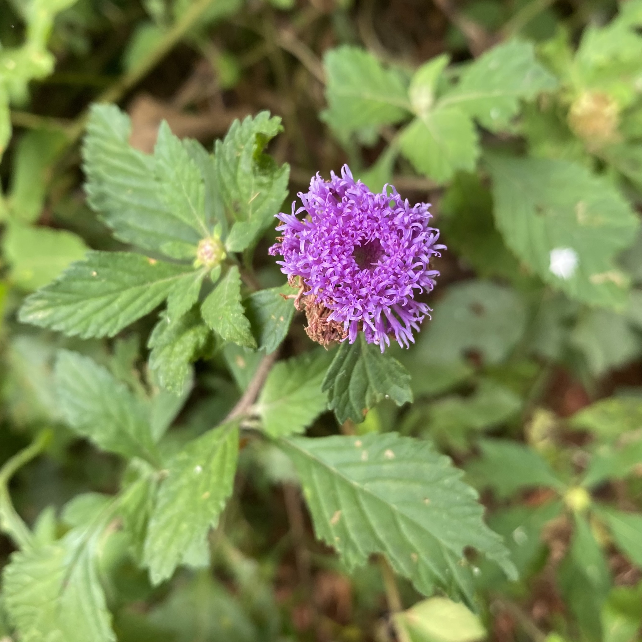 Centratherum punctatum