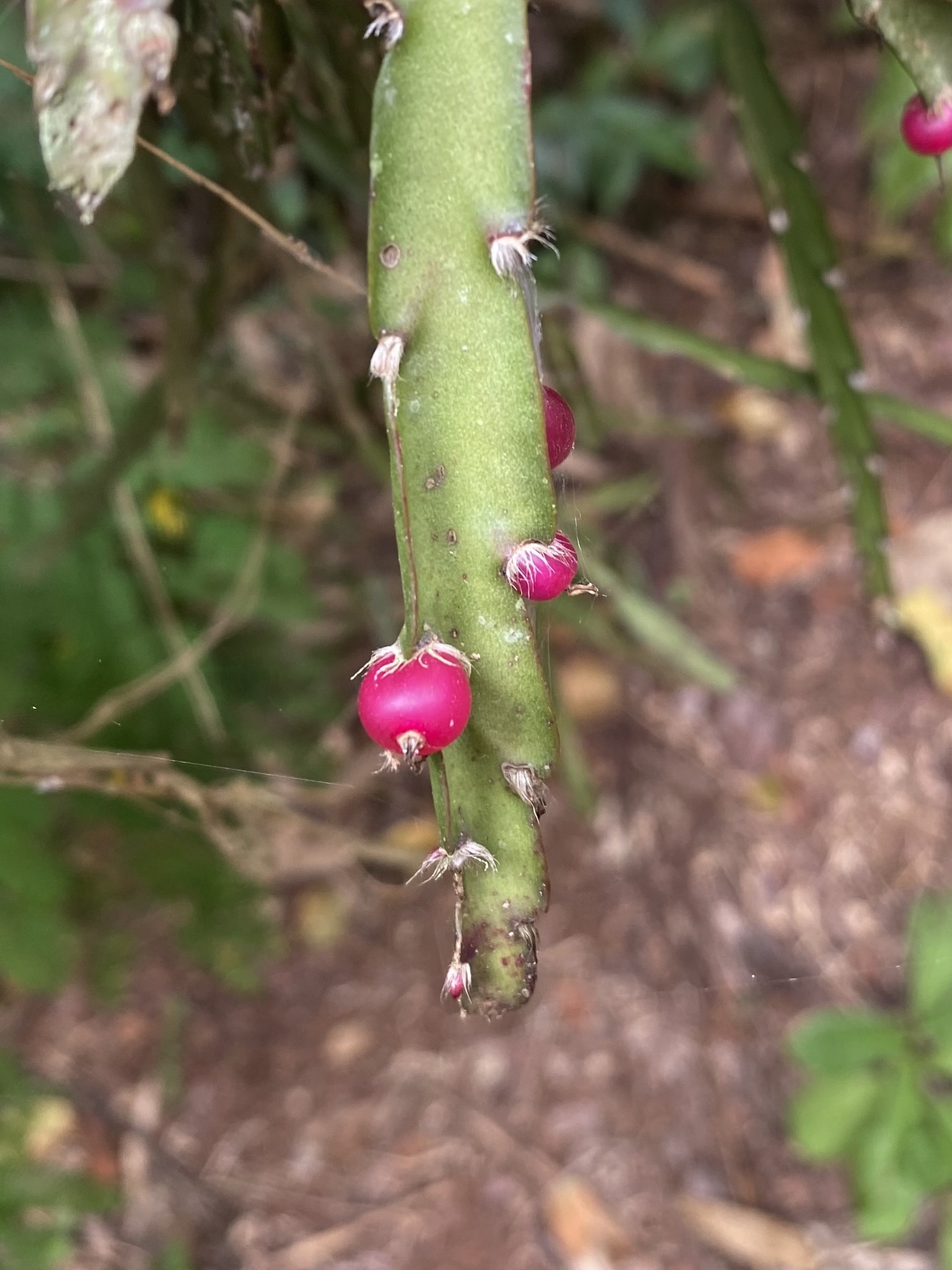 Lepismium cruciforme