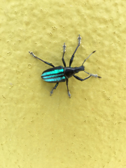 Exophthalmus similis
