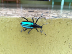 Exophthalmus similis