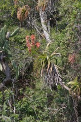 Aloe pluridens