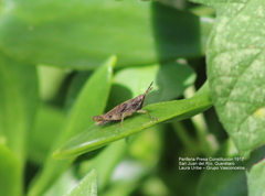Pyrgomorphidae