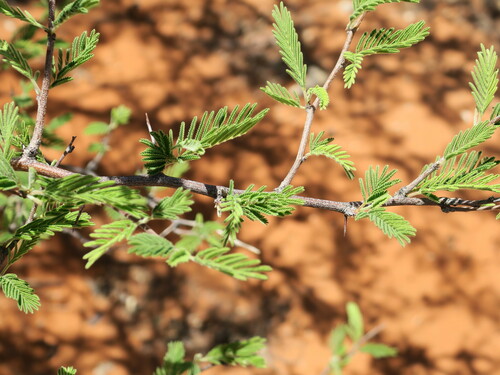 Image of Vachellia luederitzii by no rights reserved