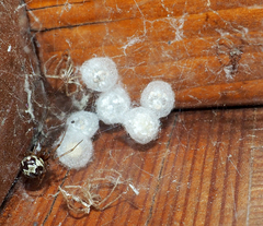 Steatoda triangulosa