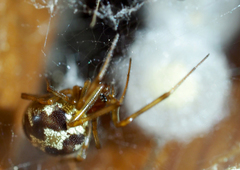 Steatoda triangulosa