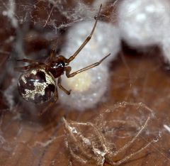 Steatoda triangulosa