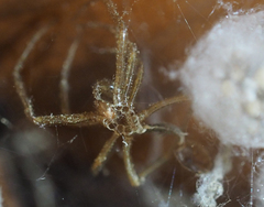 Steatoda triangulosa