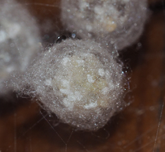 Steatoda triangulosa