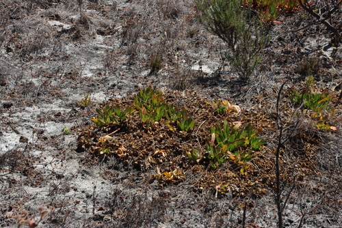 Image of Flat Leaffig (Skiatophytum tripolium) by (c) Tony Rebelo, some rights reserved (CC BY-SA)