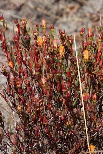 Image of Lampranthus bicolor by (c) Tony Rebelo, some rights reserved (CC BY-SA)