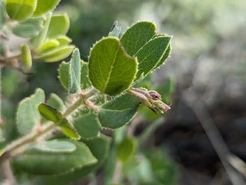 Arctostaphylos X campbelliae