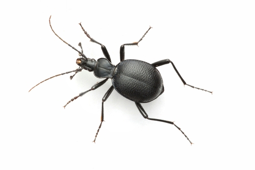 Punctate Snail-eating Beetle photo 3