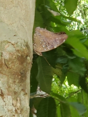 Historis acheronta