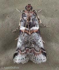 Acrobasis tricolorella