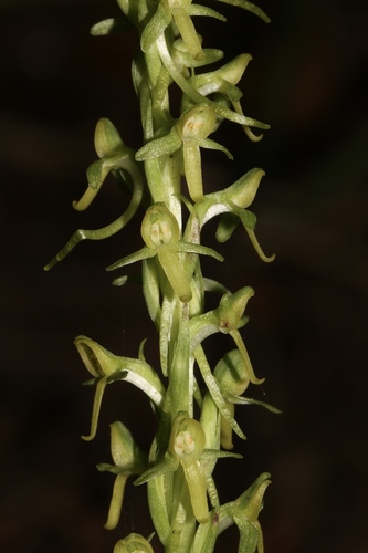 Thurber's bog orchid (Platanthera limosa)