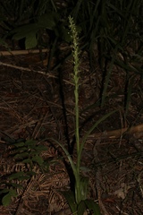 Platanthera limosa