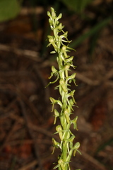 Platanthera limosa