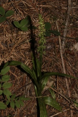 Platanthera limosa