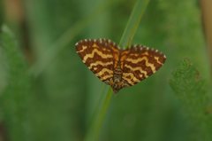 Chrysolarentia chrysocyma