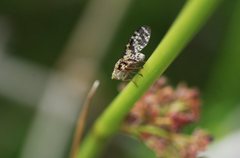 Austrotephritis transversa