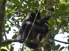 Propithecus edwardsi