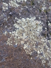 Xanthoparmelia scabrosa