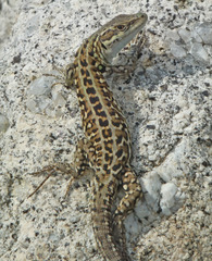 Podarcis siculus calabresiae