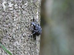 Tophoderes annulatus