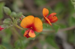 Podolobium procumbens