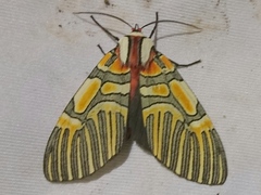 Anaxita decorata