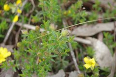 Hibbertia samaria