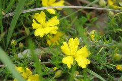 Hibbertia samaria