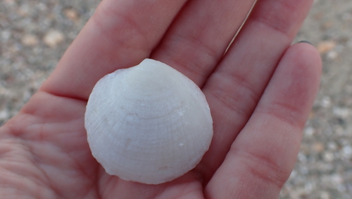 Codakia paytenorum observed 2025-01-01