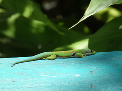 Phelsuma quadriocellata