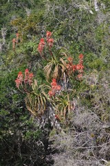 Aloe pluridens