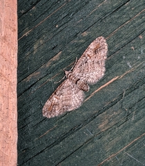Eupithecia graefii