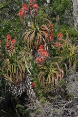 Aloe pluridens