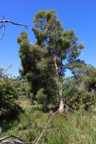 Image of Melaleuca styphelioides by (c) Tony Rebelo, some rights reserved (CC BY-SA)