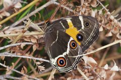 Tisiphone abeona albifascia