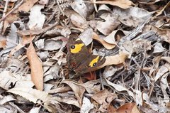 Tisiphone abeona albifascia