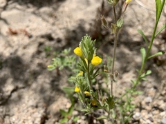 Castilleja lasiorhyncha