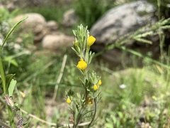 Castilleja lasiorhyncha