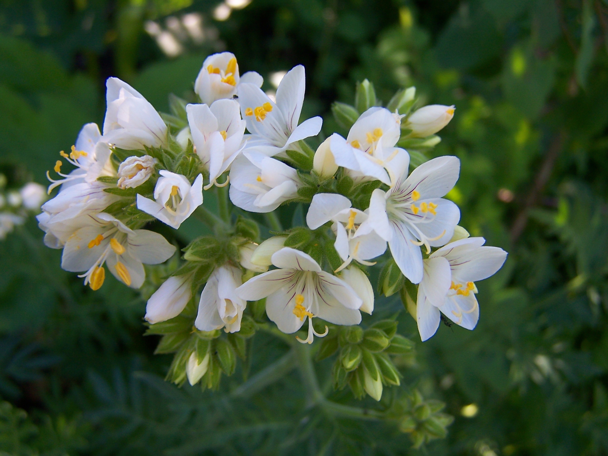 Polemonium foliosissimum