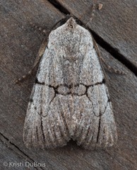 Sympistis greyi