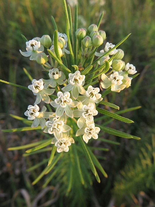 Asclepias verticillata