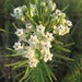 Whorled Milkweed - Photo (c) eknuth, some rights reserved (CC BY-NC), uploaded by eknuth
