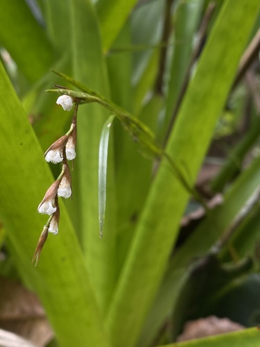 Elleanthus fractiflexus Schltr. 4